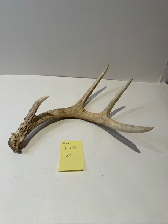 Other - Real Natural Deer Antler Shed | Rustic Cabin & Farmhouse Decor Accent